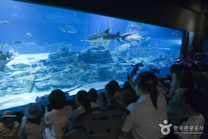 SEA LIFE 釜山水族館(SEA LIFE 부산아쿠아리움)