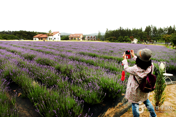 Hani Lavender Farm (하늬라벤더팜)