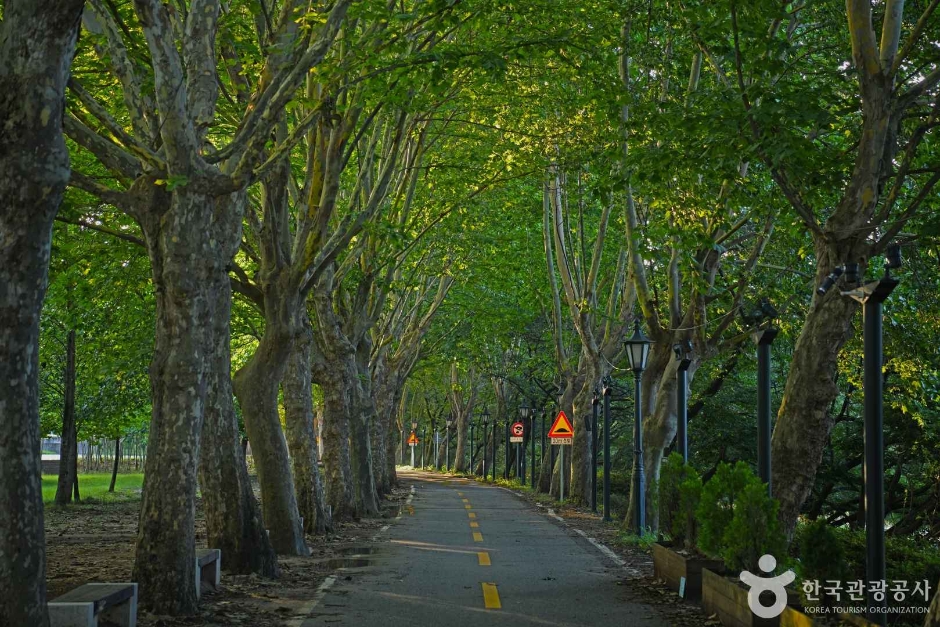 플라타너스 별빛 달빛 길