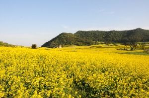 2025 보배섬 유채꽃 축제 3