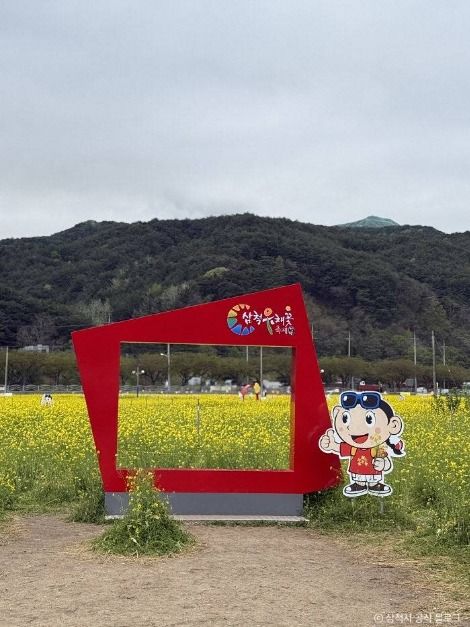 삼척 맹방 유채밭