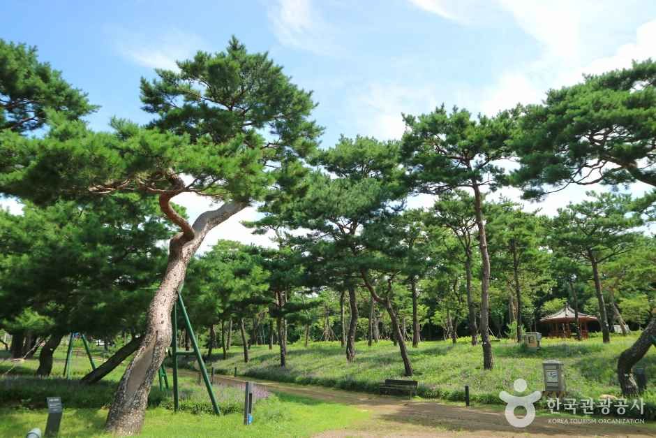 노송지대