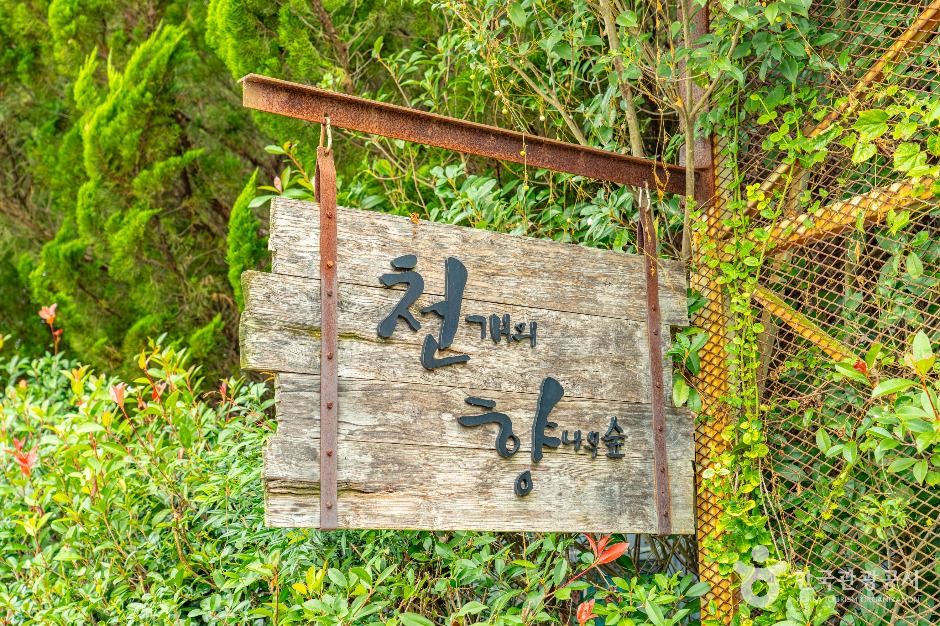 천개의향나무숲