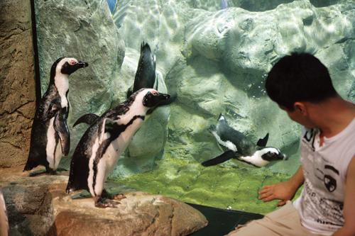 Busan Aquarium (부산아쿠아리움)