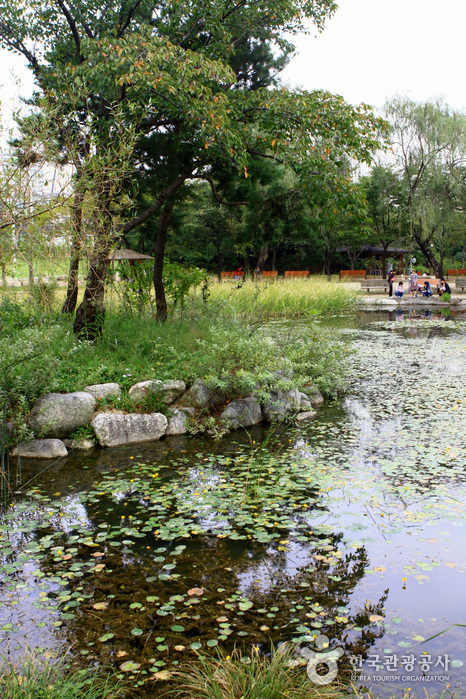 Mulhyanggi Arboretum (물향기수목원)