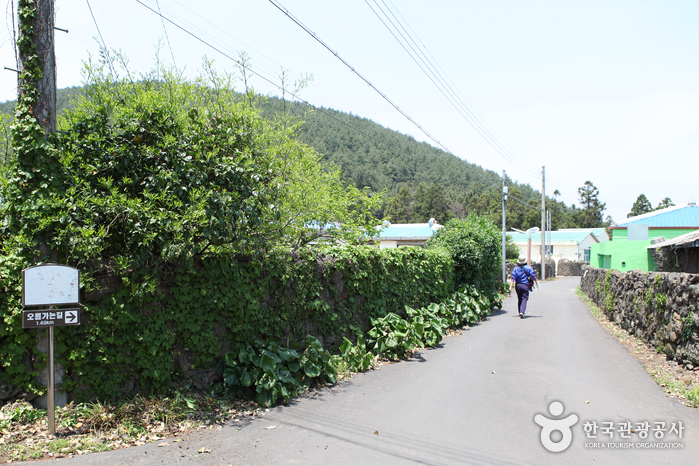 [제주올레 13코스] 용수-저지 올레8