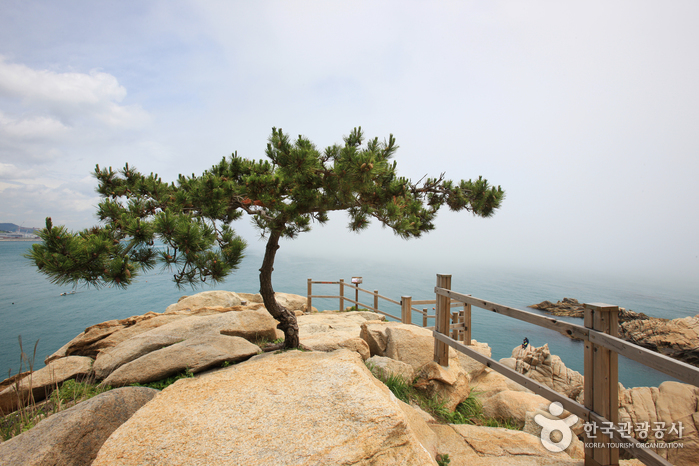 Daewangam Park (대왕암공원)