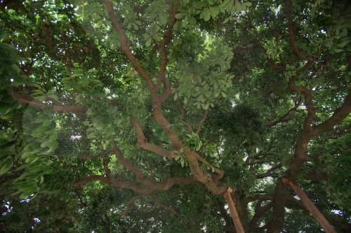 장흥 삼산리 후박나무8