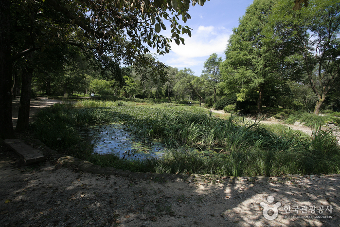 Arboreto Nacional (Bosque Gwangneung) (국립수목원(광릉숲))