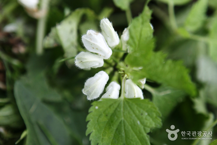 선운산도립공원 사진5