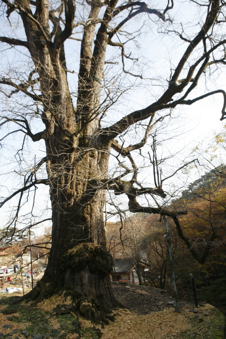 용문사 은행나무