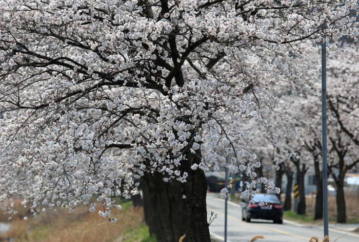 천안 위례벚꽃축제 20193