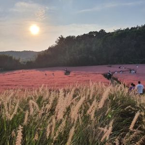 2024 고창청농원 핑크뮬리시즌 3