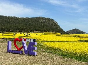 2025 보배섬 유채꽃 축제 4