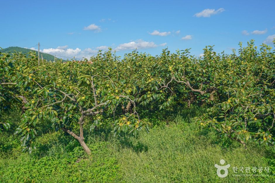 사천 고읍단감마을