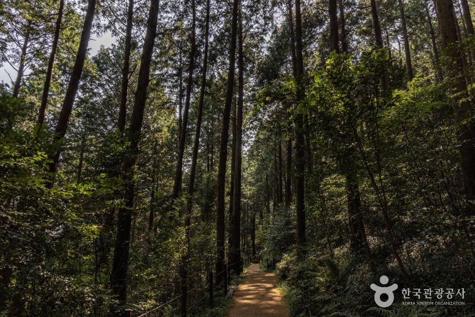 미래사 편백나무숲