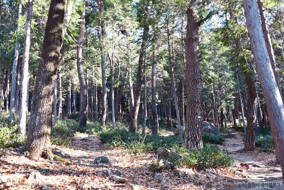 창원 편백 치유의 숲