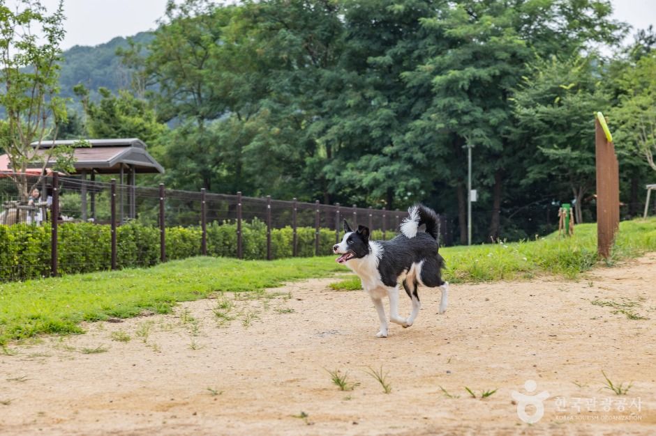 인천_인천대공원 반려동물 놀이터 (9)