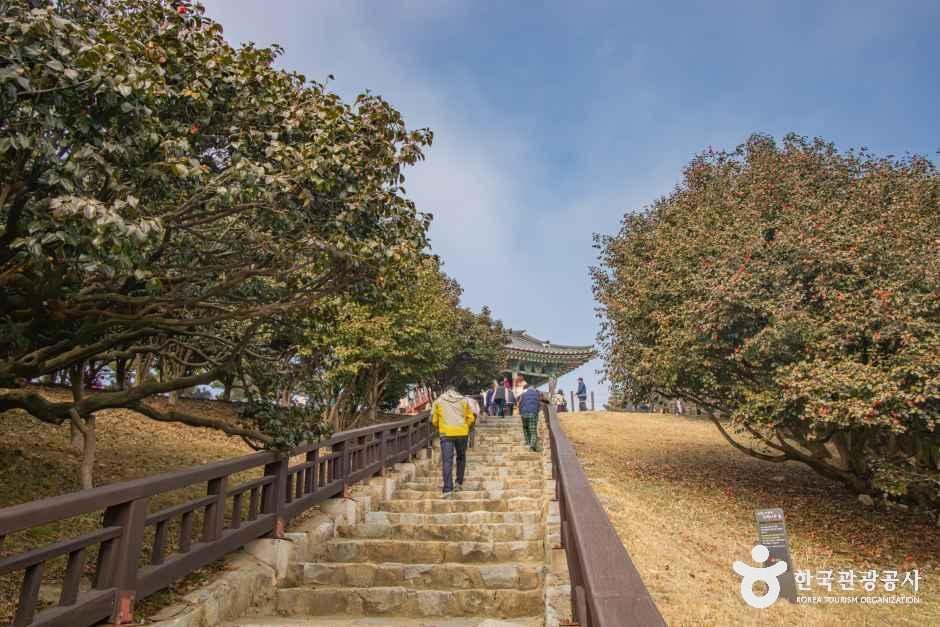 thumbnail-서천 마량리 동백나무 숲-5