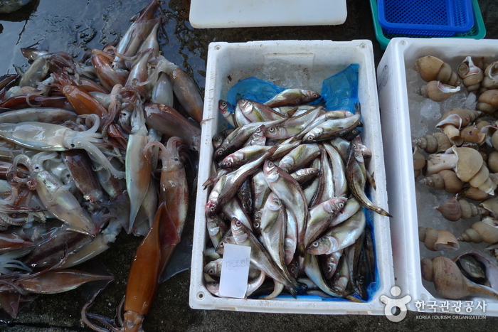 경매를 마치고 곧 서울로 실려 올라갈 오징어, 도루묵, 소라