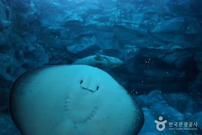 Lotte World Aquarium (롯데월드 아쿠아리움)