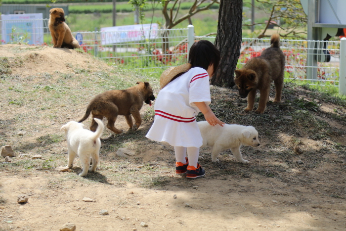 진도개 페스티벌 20204