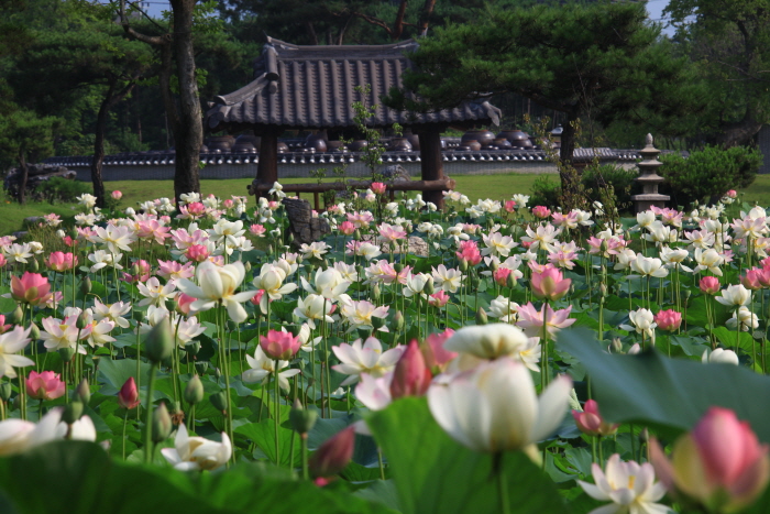 Jardín Botánico Semiwon (세미원)