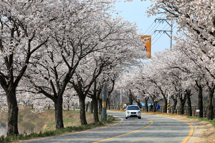 천안 위례벚꽃축제 20194