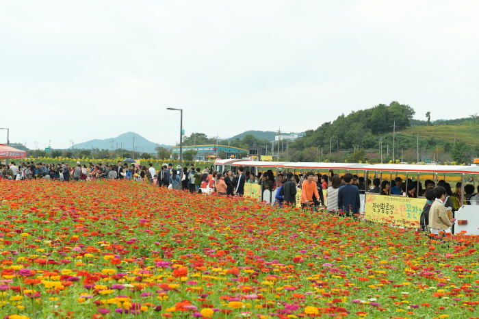 장성 황룡강 노란꽃잔치 2019