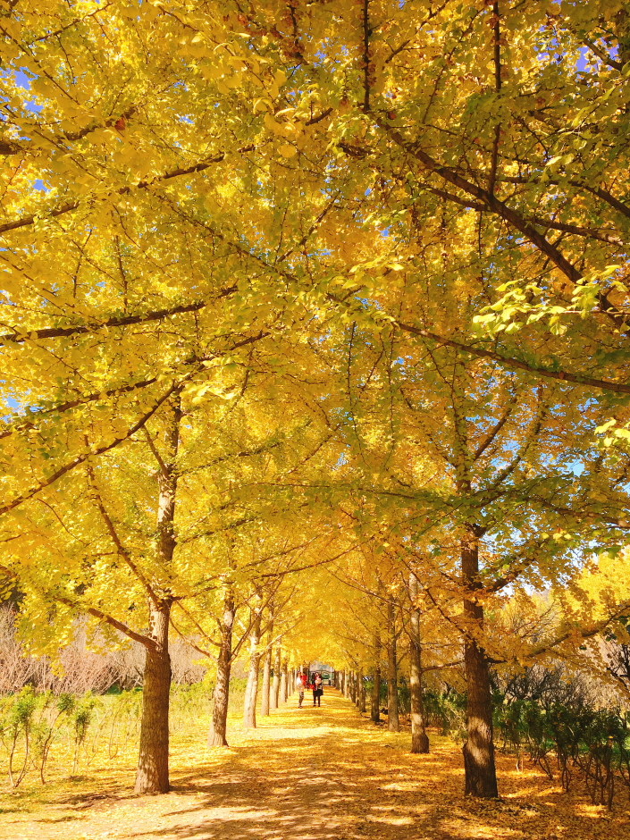 나주 은행나무 수목원0