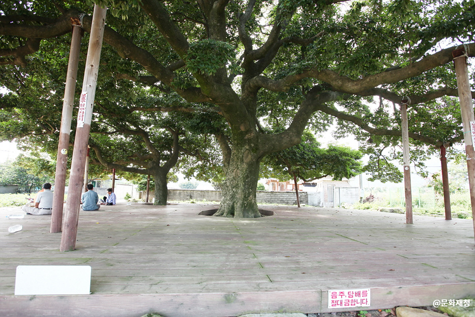 장흥 삼산리 후박나무