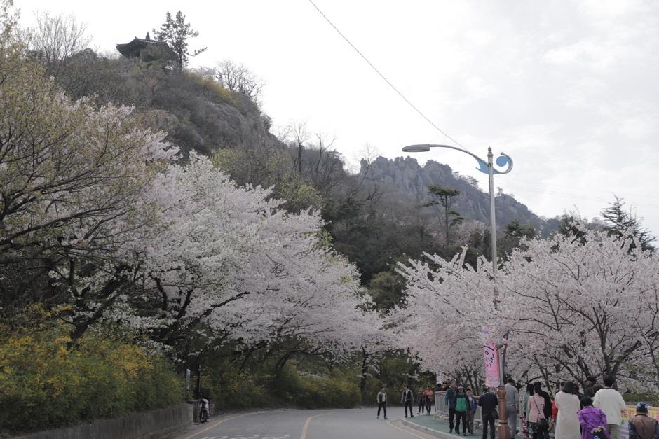 Yudalsan Spring Festival (유달산 봄축제)