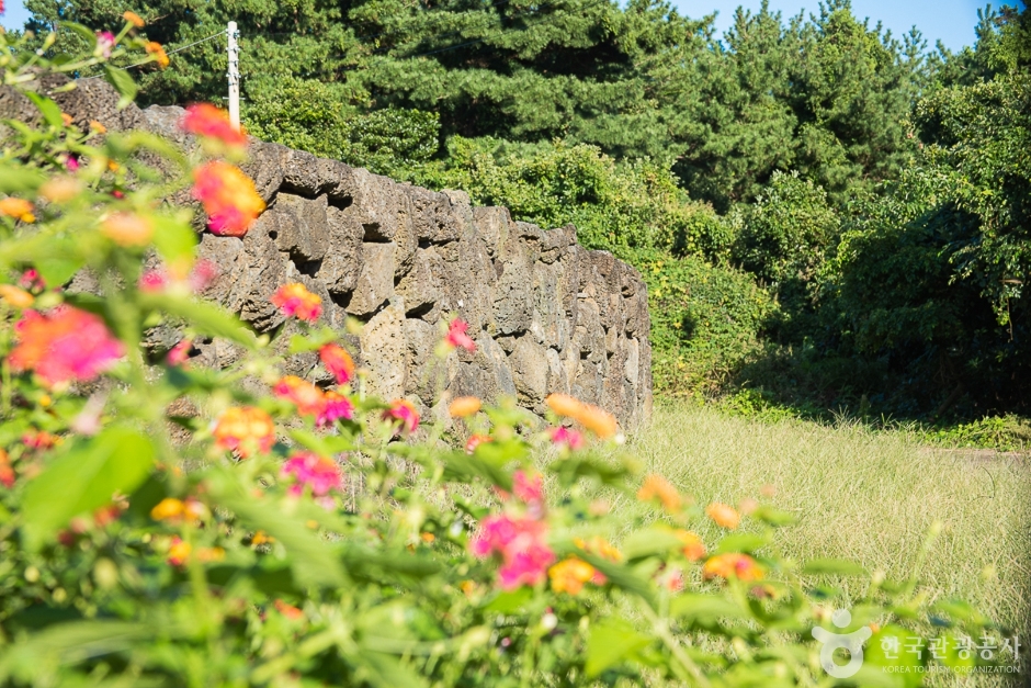 제주_서귀포_신풍리 밭담길(9)