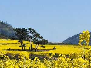 2025 보배섬 유채꽃 축제 5