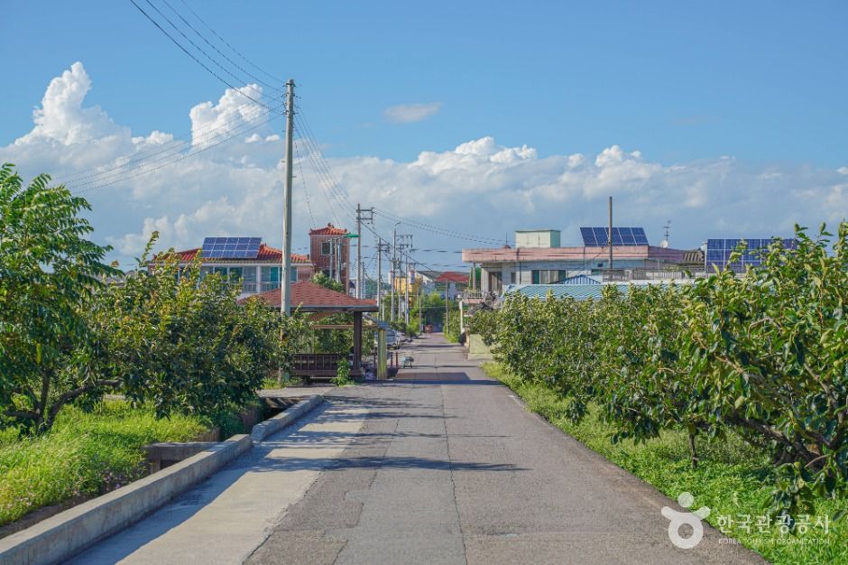 사천 고읍단감마을