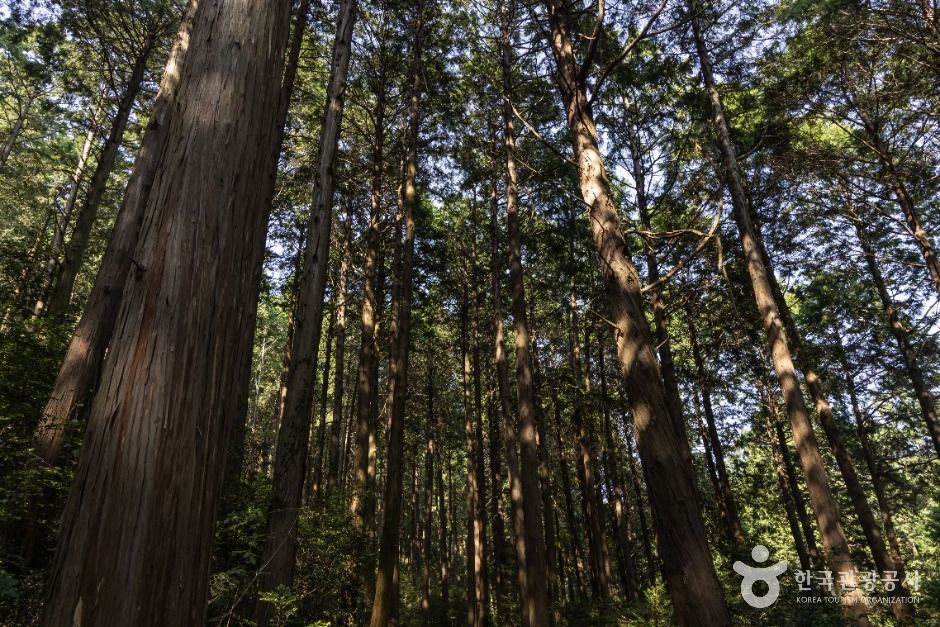 미래사 편백나무숲