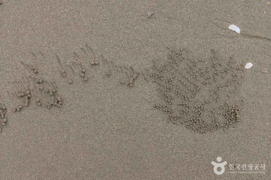 짱뚱어해수욕장