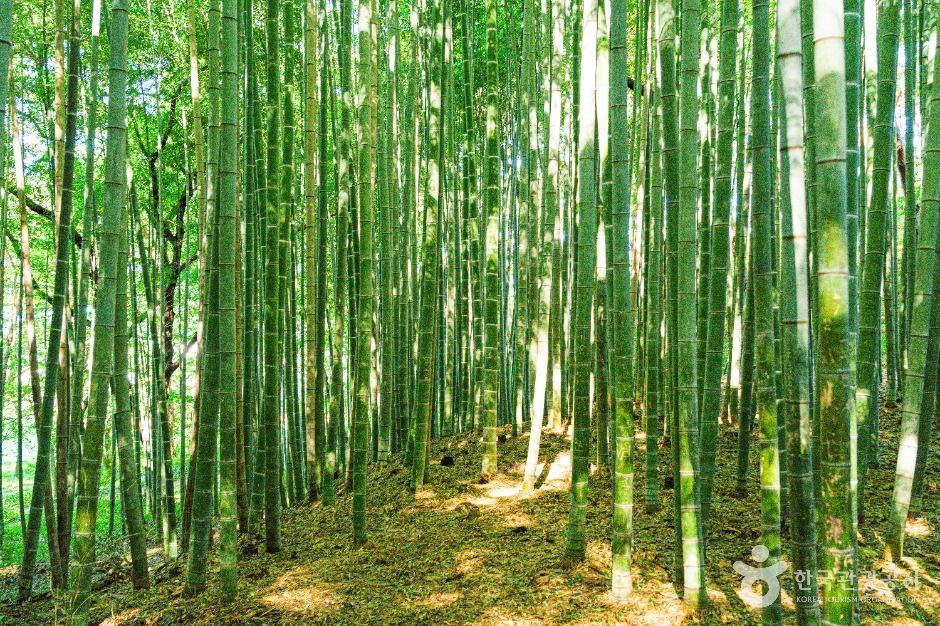 thumbnail-고창읍성 맹종죽림-1