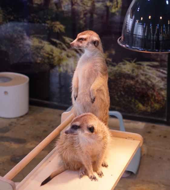 thumbnail-미어캣인더시티-8