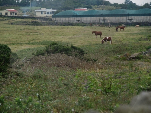 [제주올레 9코스] 대평-화순 올레9
