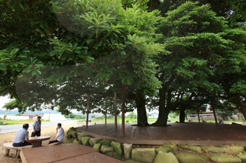 장흥 삼산리 후박나무9