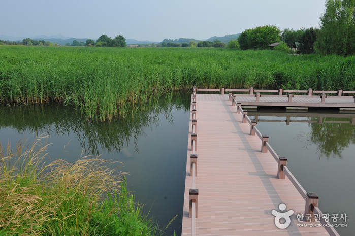 Le parc des marais aux roseaux des lacs Sihwaho (시화호 갈대습지공원)1