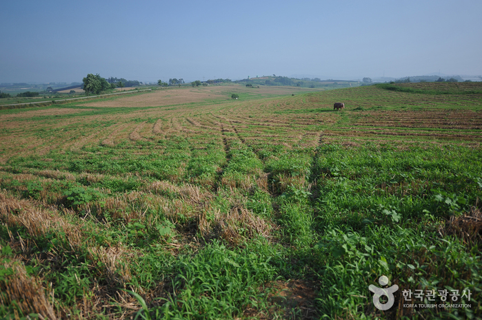 Borinara Hagwon Farm (보리나라 학원농장)