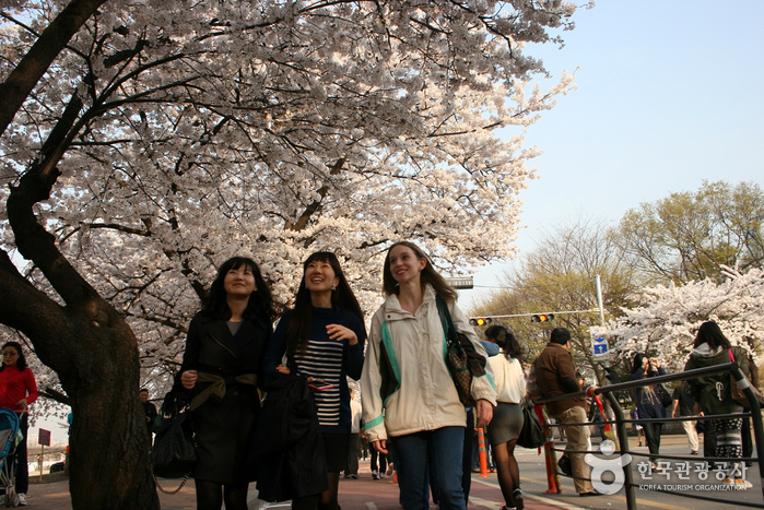 Hangang Yeouido Spring Flower Festival (여의도 봄꽃축제)