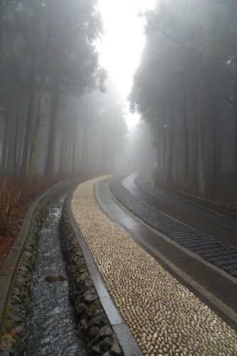 Jeju Jeolmul Recreational Forest (제주절물자연휴양림)