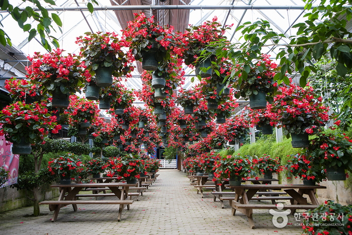 Jardín Botánico de las Flores del Mundo (세계꽃식물원)