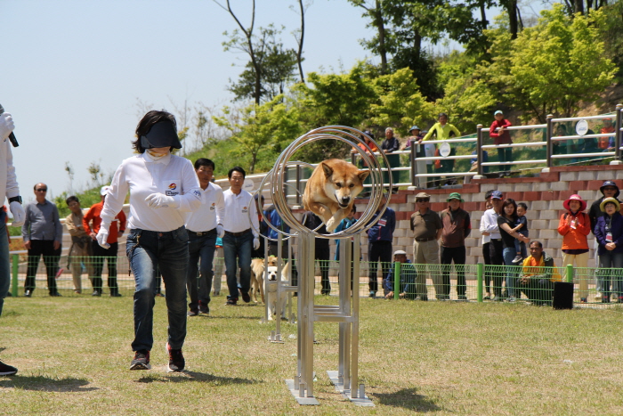진도개 페스티벌 20205