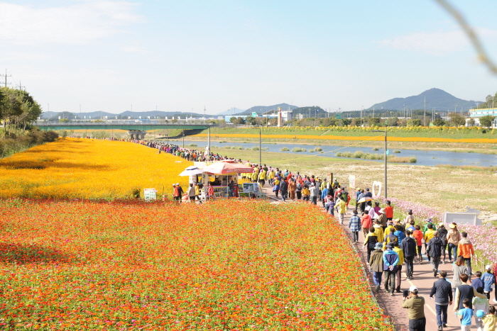 장성 황룡강 노란꽃잔치 20190