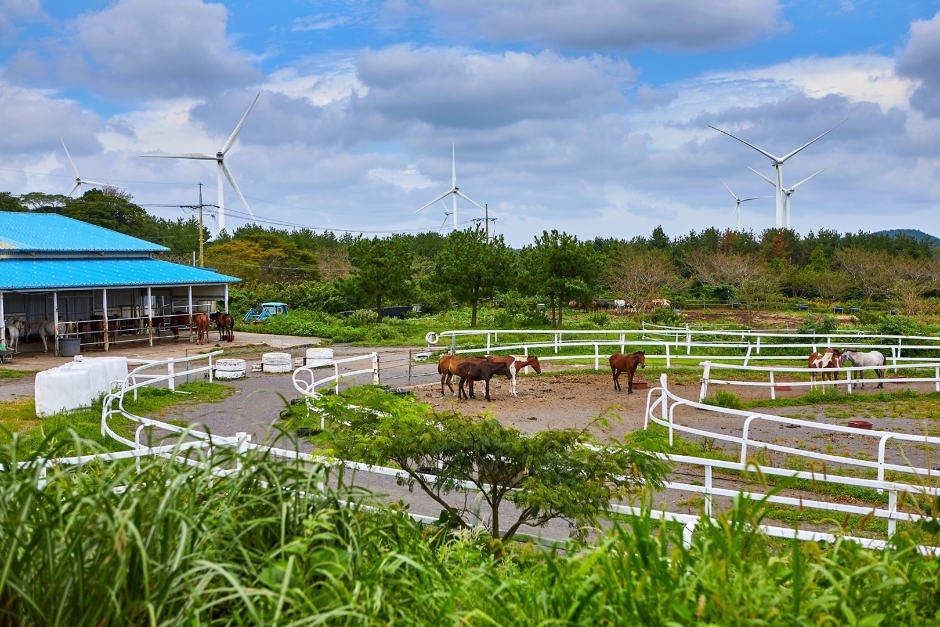 Jeju Horse Park (조랑말체험공원)