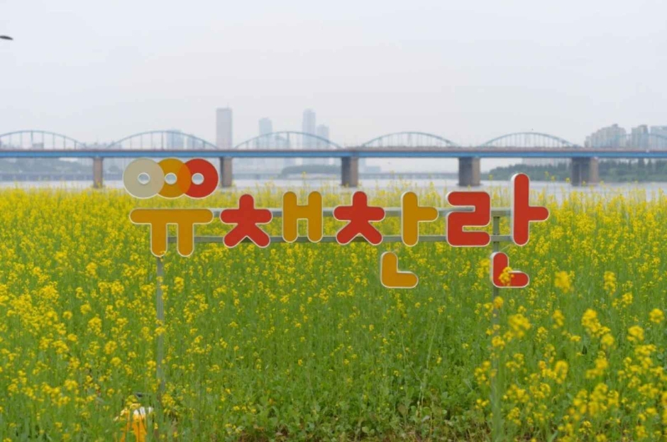 thumbnail-한강 서래섬 유채꽃 축제-36
